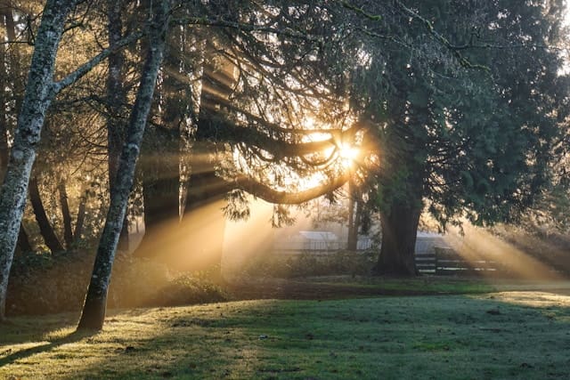 soft morning light through trees