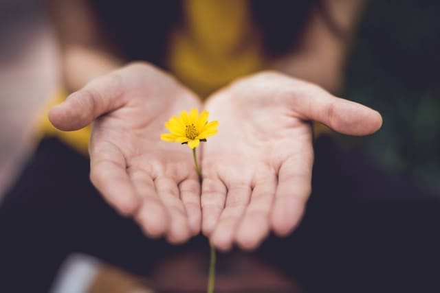 open hands offering a delicate yellow flower