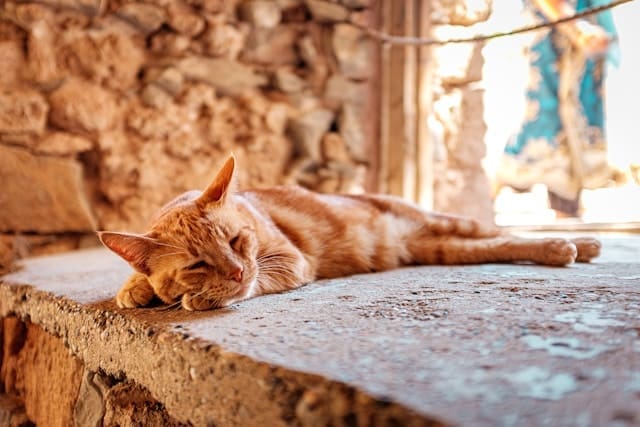 cat resting with ease on stones