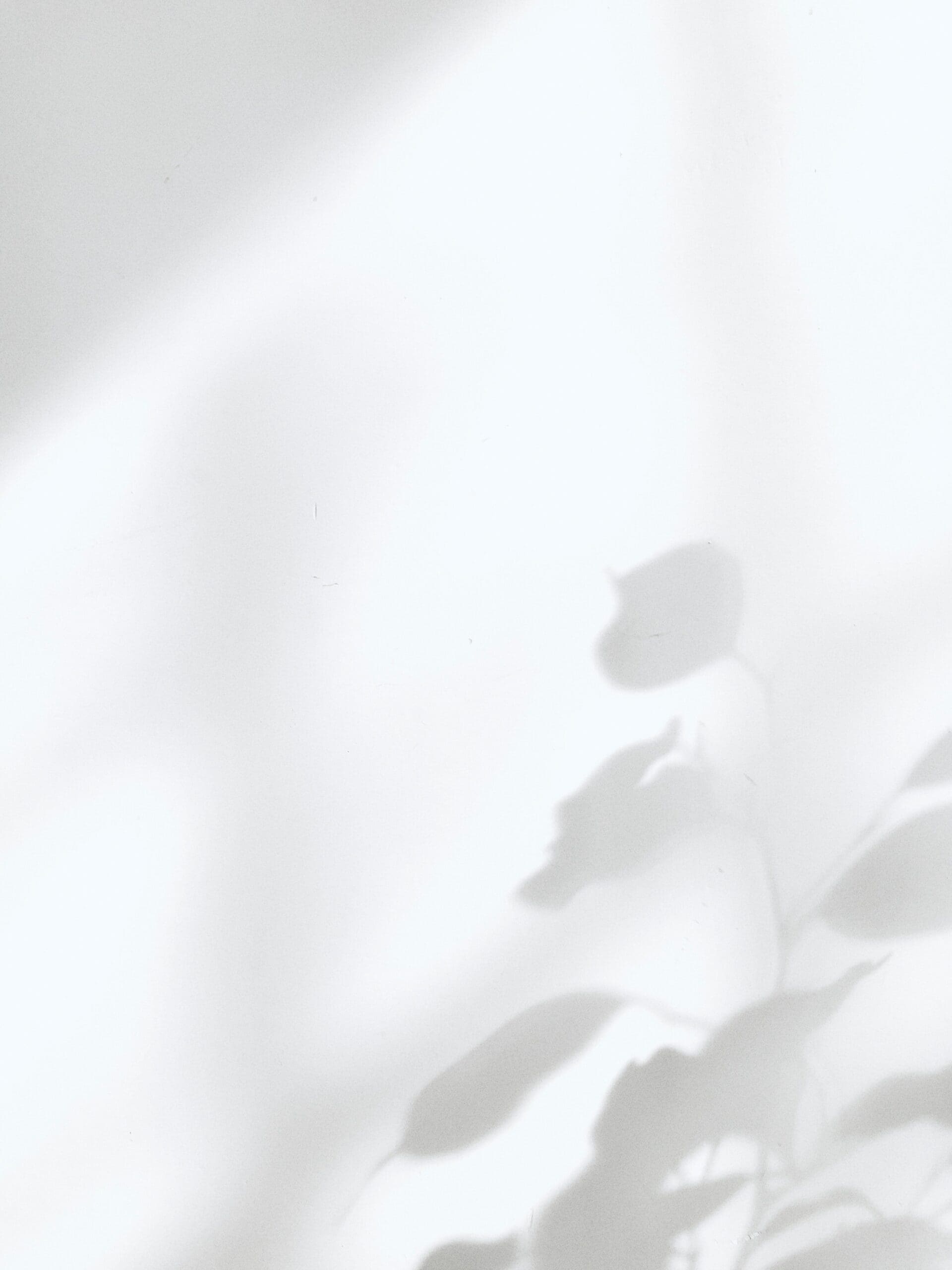 shadow of a delicate plant on white