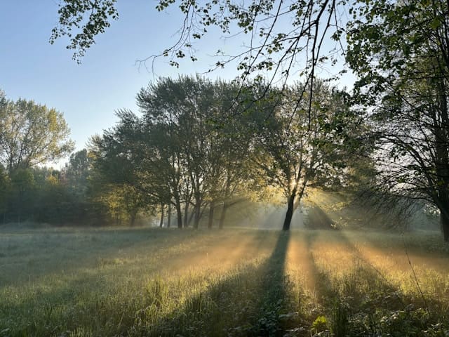 morning sun light shines on tree in summer time